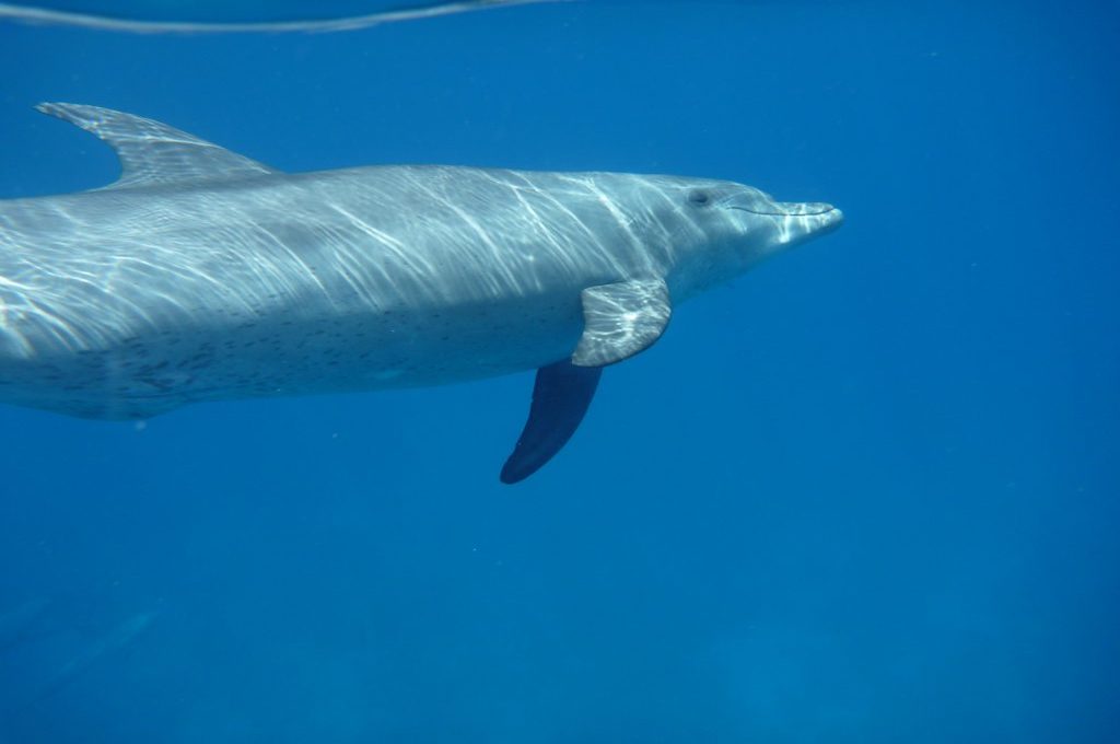 Delfin in Nahaufnahme im klaren Wasser des Roten Meeres bei der Delfintour Hurghada