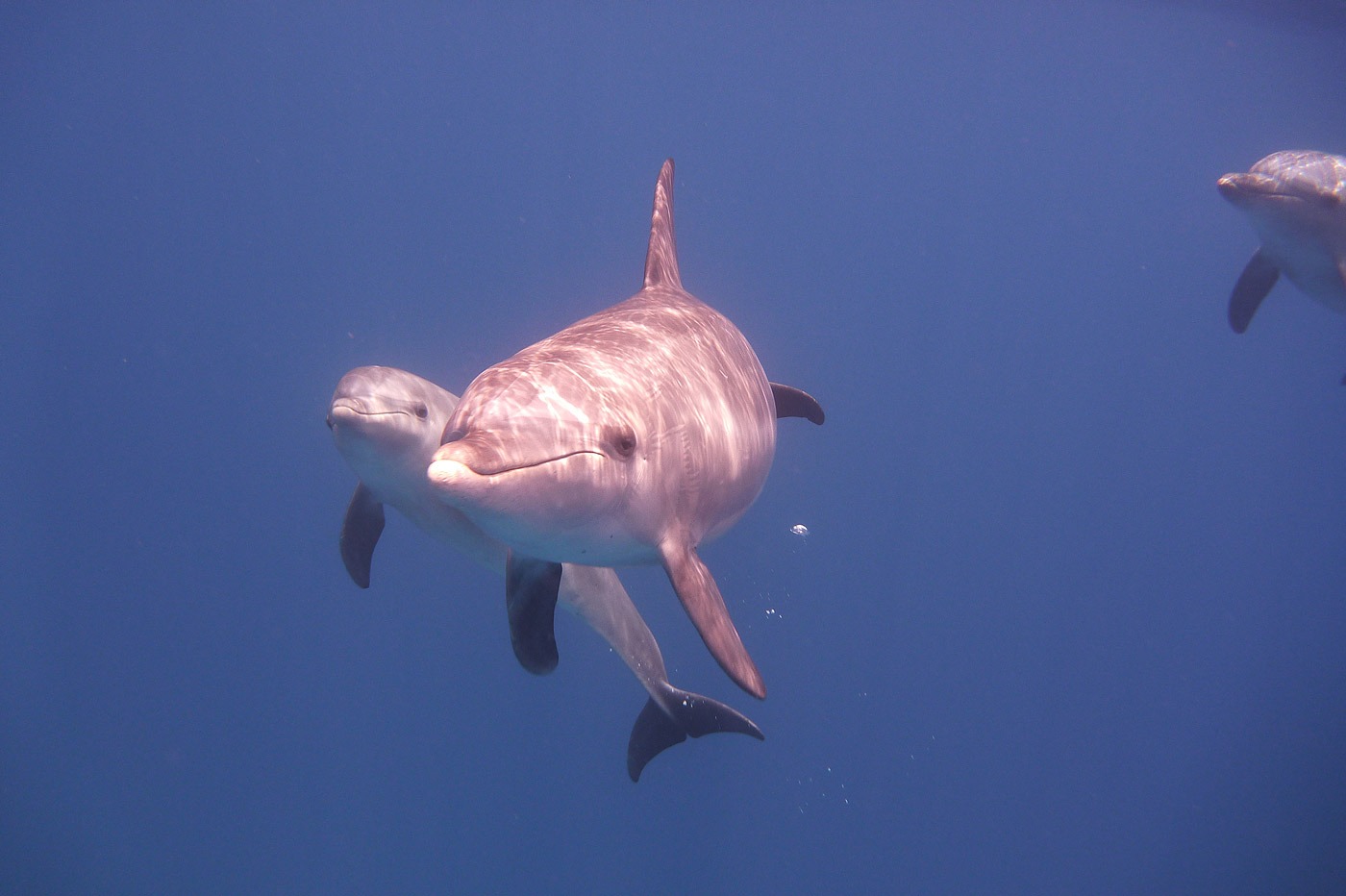 Neugieriger Delfin schwimmt beim Schnorcheln im Roten Meer frontal auf die Kamera zu