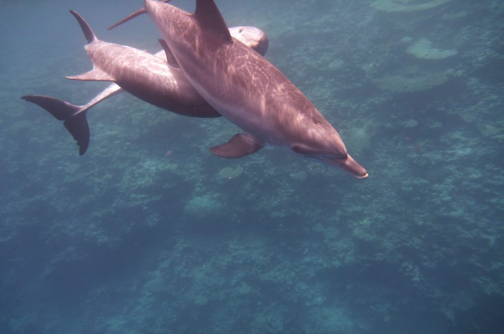 Delfin gleitet über ein gut erhaltenes Korallenriff im Roten Meer