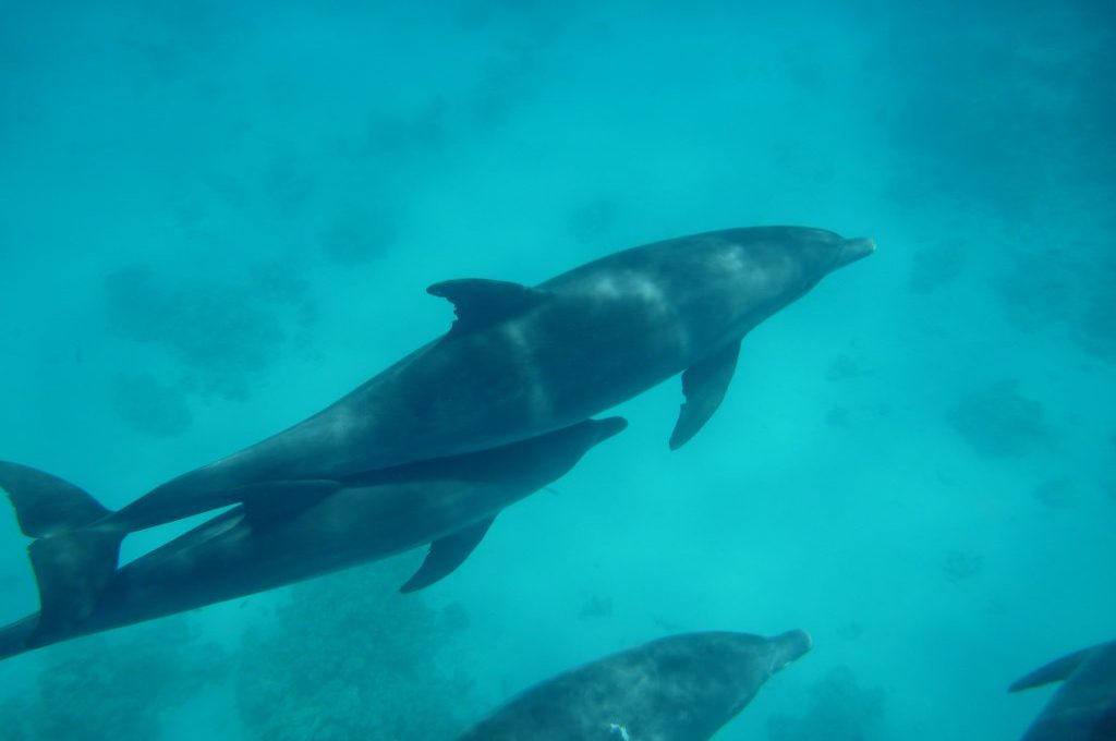 Freilebende Delfine im türkisfarbenen Flachwasser des Roten Meeres vor Hurghada