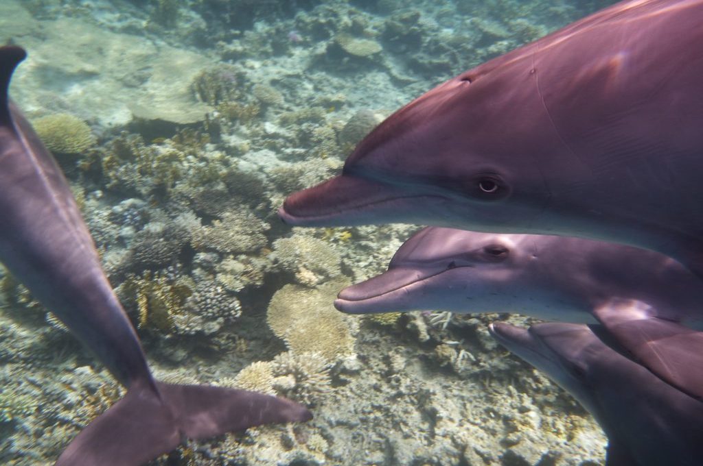 Zwei freilebende Delfine ziehen über ein Korallenriff im Roten Meer bei Hurghada