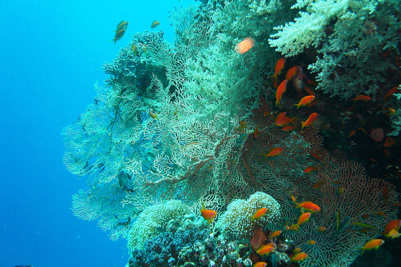 Buntes Korallenriff mit Fahnenbarschen an einem Schnorchelstopp der Delfintour Hurghada