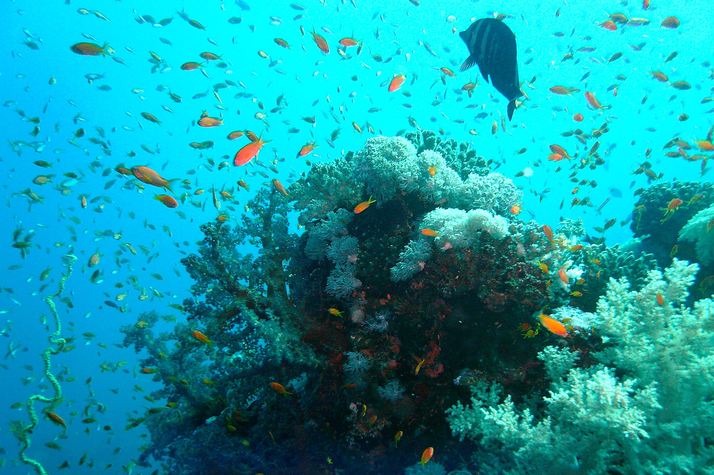 Fischschwarm über einem Korallenblock beim Schnorcheln im Roten Meer