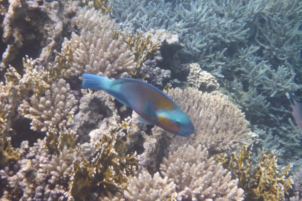 Papageifisch zwischen Korallen an einem Riff vor Hurghada