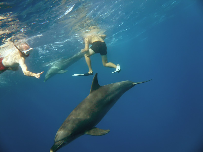 Schnorchler schwimmen bei der Delfintour Hurghada neben einem freilebenden Delfin im Roten Meer